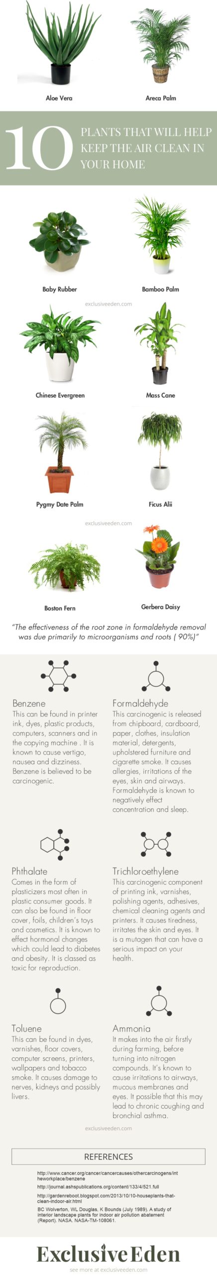 Infographic guide to help you choose plants that clean the air in your home.
