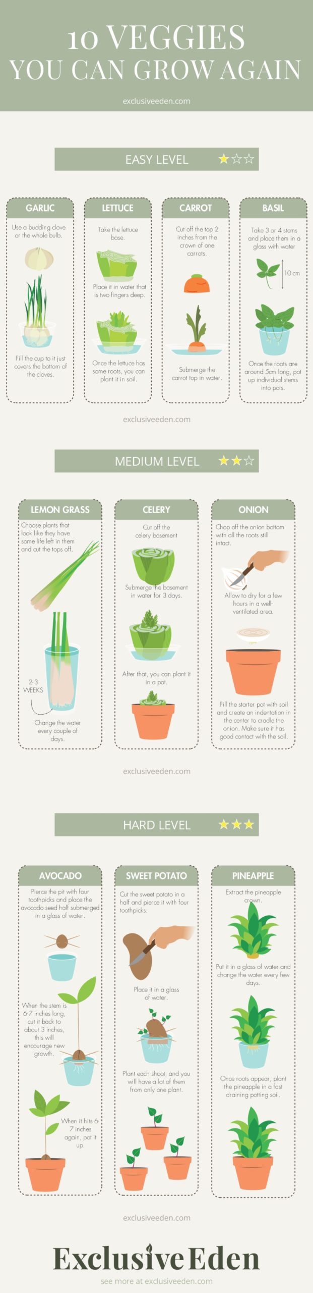 10 Vegetables that you can grow again. Gardening Infographic