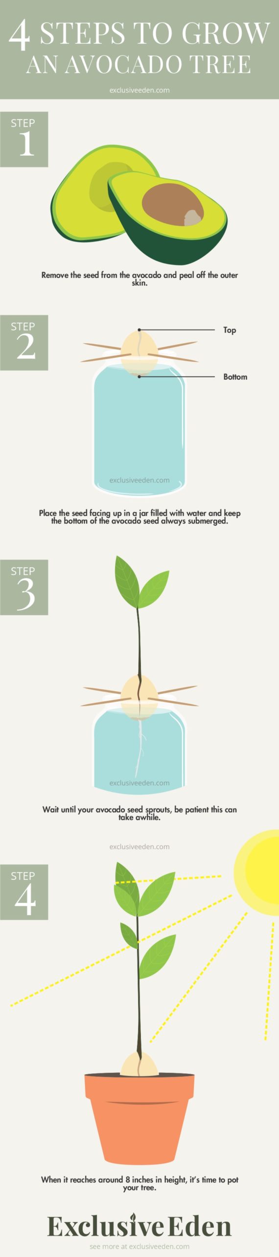 A simple guide to growing an avocado tree infographic.