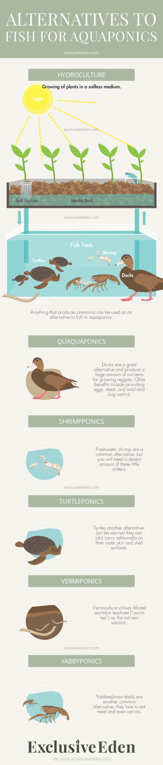 Infographic on some alternatives to fish for aquaponics.