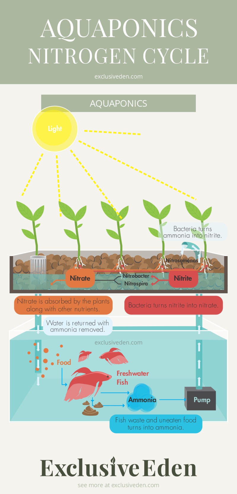 Illustrated infographic that described the aquaponics nitrogen cycle.
