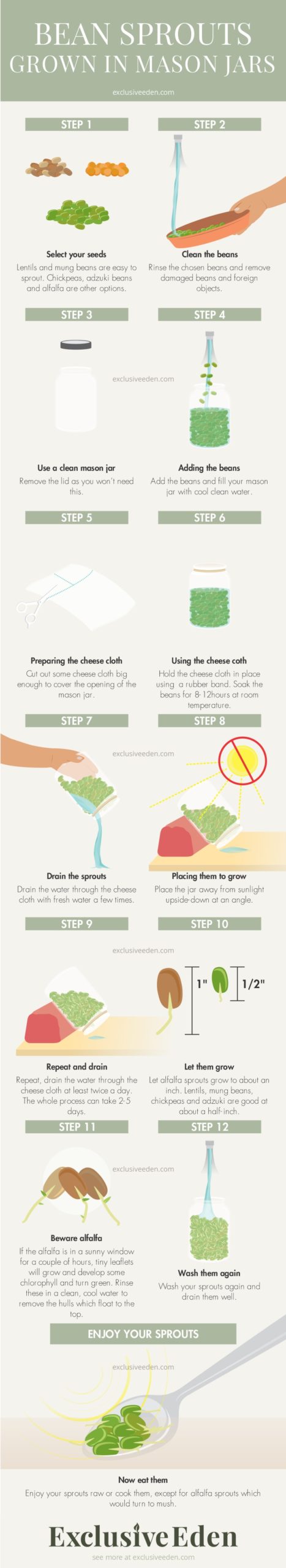 Infographic on growing bean sprouts in a mason jar. A very simple little project to do at home.