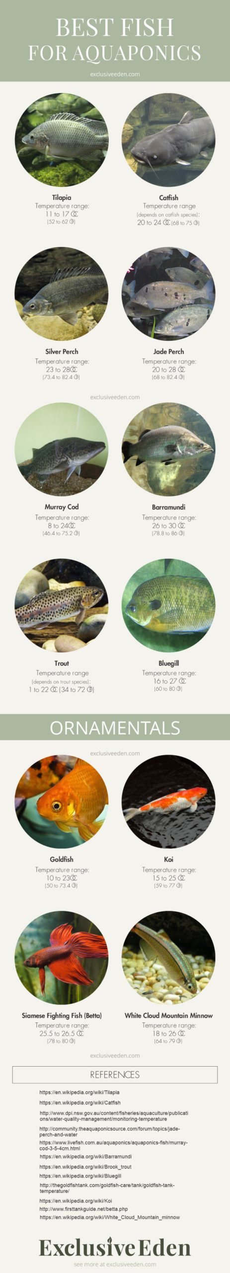 Little guide to some recommended fish for aquaponics.