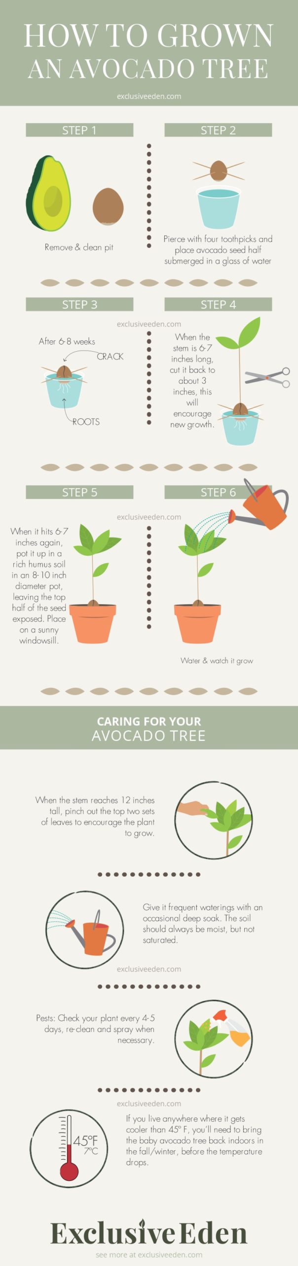Popular guide on how to grow an avocado tree from seed. This has been beautifully illustrated.