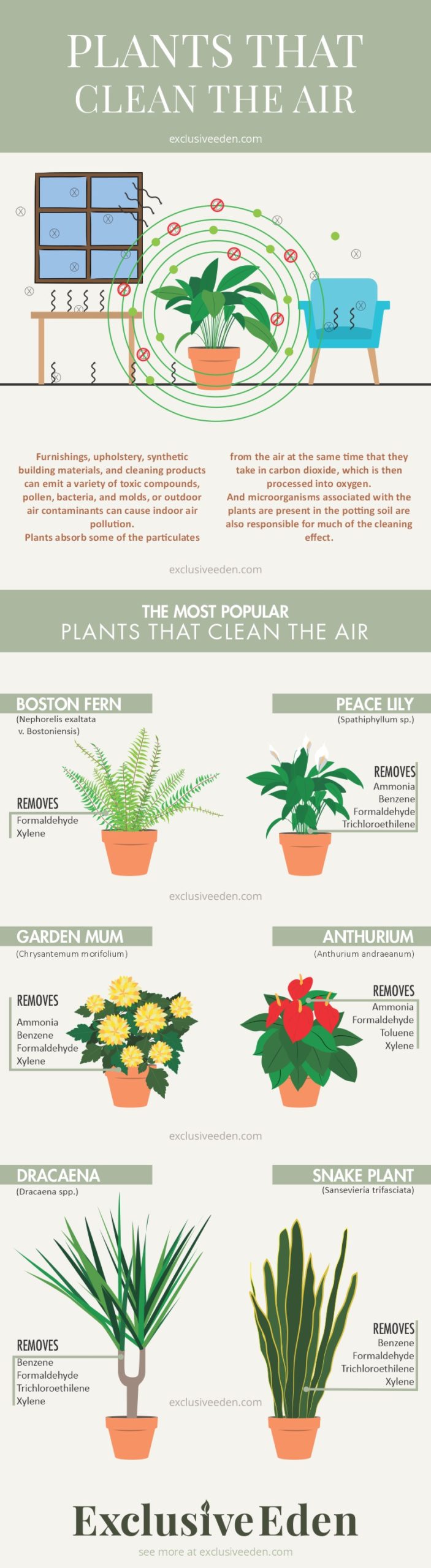 Illustrated guide to plants that help clean the air for your home.