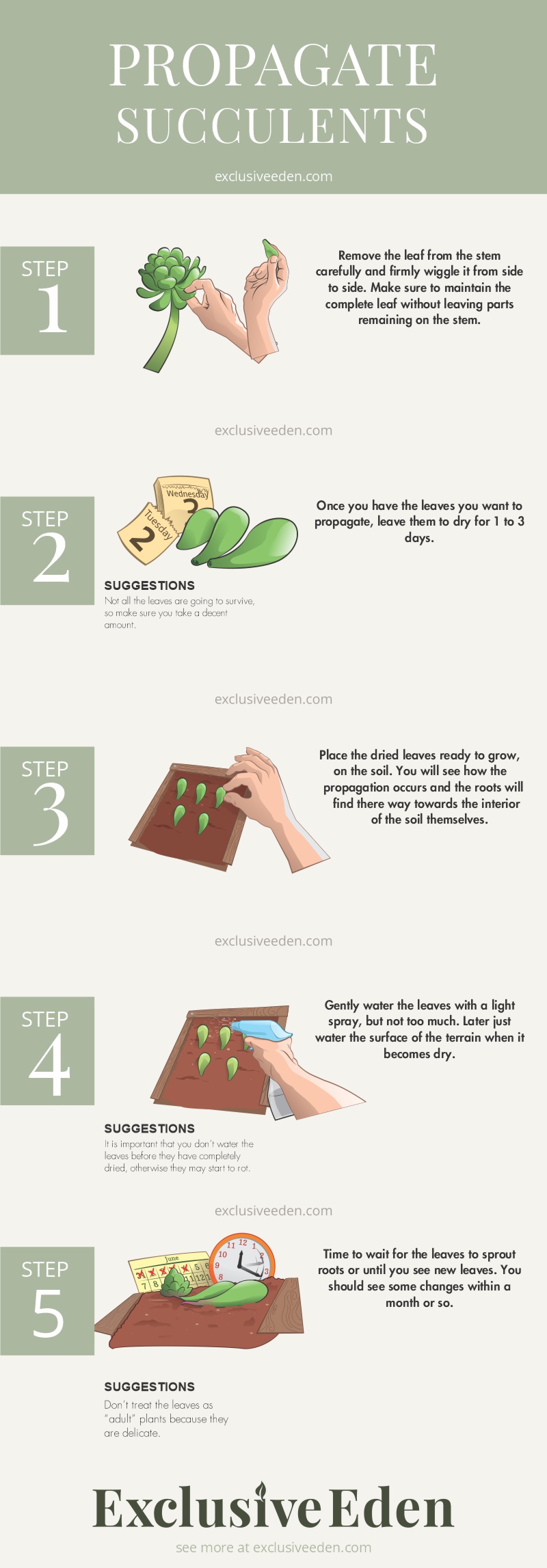 A simple infographic that has illustrated how to propagate succulents.